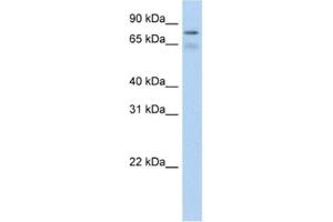 Western Blotting (WB) image for anti-Bromodomain Containing 4 (BRD4) antibody (ABIN2461848) (BRD4 antibody)