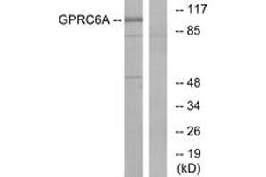 Western blot analysis of extracts from Jurkat cells, using GPRC6A Antibody. (GPRC6A antibody  (AA 471-520))