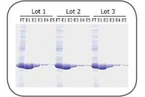 Reliable lot-to-lot reproducibility. (Glutathione MagBeads)