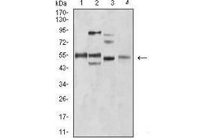 Western blot analysis using BIN1 mouse mAb against C2C12 (1), A431 (2), HEK293 (3), and MCF-7 (4) cell lysate. (BIN1 antibody  (AA 189-398))