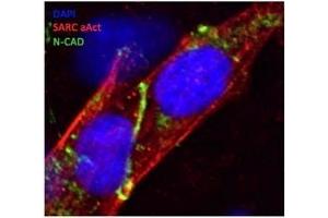 N-Cadherin antibody marking the intercalated disks (distal cell junctions in heart tissue — green line in the middle) of Human iPS-derived cardiomyocytes; Methanol fixation; DAPI: ONA Stain, SARC SarcOmeriC a-ACtinin, N-CAD: N-Cadherin.