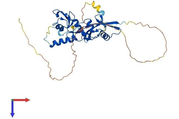 BMI1 Protein (AA 1-326) (His tag)