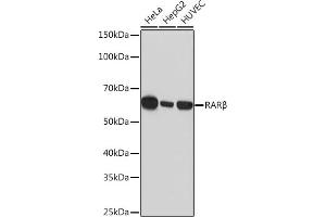 Western blot analysis of extracts of various cell lines, using RARβ Rabbit mAb (ABIN7269947) at 1:1000 dilution. (Retinoic Acid Receptor beta antibody)