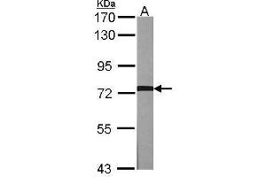 WB Image Sample (30 ug of whole cell lysate) A:NIH-3T3 7. (GRK2 antibody  (C-Term))