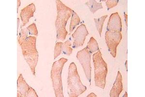IHC-P analysis of Rat Tissue, with DAB staining. (CAMKII gamma antibody  (AA 14-301))