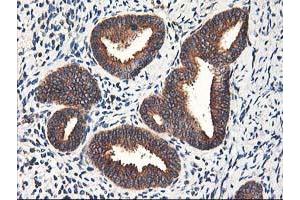 Image no. 11 for anti-Heme Oxygenase (Decycling) 2 (HMOX2) antibody (ABIN1498691) (HMOX2 antibody)