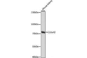 Western blot analysis of extracts of Mouse kidney using C10orf2 Polyclonal Antibody at dilution of 1:1000. (C10orf2 antibody)