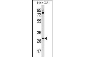 Mouse Cdk6 Antibody (C-term) (ABIN1537046 and ABIN2850396) western blot analysis in HepG2 cell line lysates (35 μg/lane). (CDK6 antibody  (C-Term))