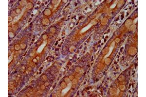 IHC image of ABIN7162139 diluted at 1:300 and staining in paraffin-embedded human small intestine tissue performed on a Leica BondTM system. (Olfactomedin 4 antibody  (AA 224-334))
