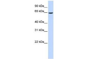 EHD4 antibody used at 1 ug/ml to detect target protein. (EHD4 antibody  (Middle Region))