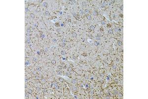 Immunohistochemistry of paraffin-embedded mouse brain using TEFM antibody (ABIN5974873) at dilution of 1/100 (40x lens). (TEFM antibody)