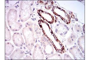 Immunohistochemical analysis of paraffin-embedded kidney tissues using TIE1 mouse mAb with DAB staining. (TIE1 antibody  (AA 385-607))