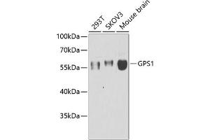 Western blot analysis of extracts of various cell lines, using GPS1 antibody (ABIN6127934, ABIN6141361, ABIN6141362 and ABIN6222653) at 1:1000 dilution. (GPS1 antibody  (AA 258-527))
