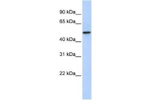 Western Blotting (WB) image for anti-PDZ Domain Containing 1 (PDZK1) antibody (ABIN2458589) (PDZK1 antibody)