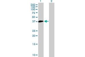Western Blot analysis of SUV39H2 expression in transfected 293T cell line by SUV39H2 MaxPab polyclonal antibody. (SUV39H2 antibody  (AA 1-350))