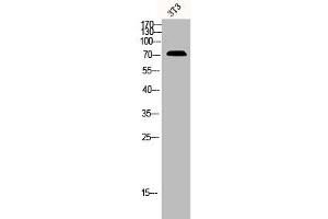 Western Blot analysis of 3T3 cells using CNT2 Polyclonal Antibody (SLC28A2 antibody  (Internal Region))