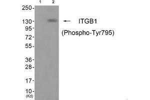 Western blot analysis of extracts from cos-7 cells (Lane 2), using ITGB1 (Phospho-Tyr795) Antibody. (ITGB1 antibody  (pTyr795))
