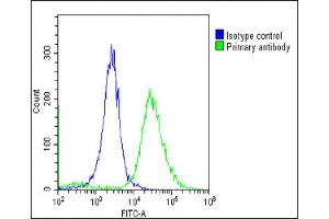 Overlay histogram showing Hela cells stained with (ABIN6244143 and ABIN6578799)(green line).