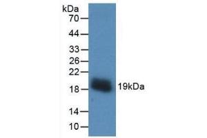 Western blot analysis of recombinant Human VEGFA. (VEGFA antibody  (AA 28-191))