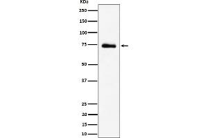 Western blot analysis of RAVER2 expression in 293T cell lysate.