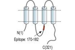 Representative domain view of the target of ABIN7043205.