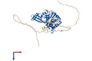 AlphaFold protein structure predicition of Human Recombinant USP17L22 Protein, UniprotID D6RA61 (USP17L22 Protein (AA 1-530) (His tag))