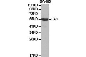 Western blot analysis of extracts of SW480 cell lines, using FAS antibody. (FAS antibody  (AA 150-250))