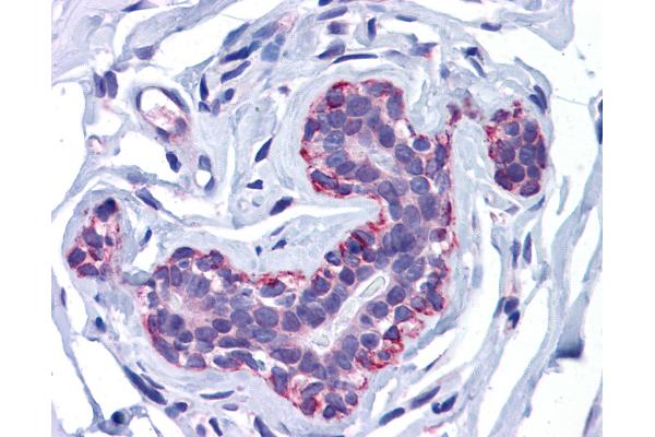 FREM2 antibody  (Internal Region)