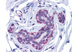 Anti-FREM2 antibody IHC of human breast.