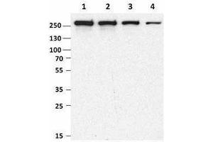 Western Blotting (WB) image for anti-Mechanistic Target of Rapamycin (serine/threonine Kinase) (mTOR) antibody (ABIN2665281) (MTOR antibody)