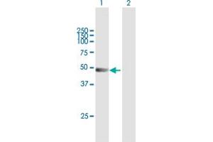 Western Blot analysis of TRIM21 expression in transfected 293T cell line by TRIM21 MaxPab polyclonal antibody.