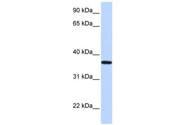 LCN12 antibody  (N-Term)