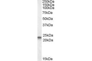 ABIN361198 (0. (Caveolin 3 antibody  (N-Term))