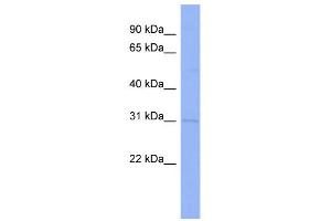 WB Suggested Anti-CLDN18 Antibody Titration:  0. (Claudin 18 antibody  (Middle Region))