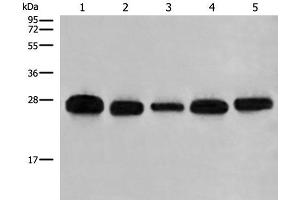 Western blot analysis of 293T A549 Hela K562 and HEPG2 cell lysates using GATD3B Polyclonal Antibody at dilution of 1:400 (C21orf33 antibody)