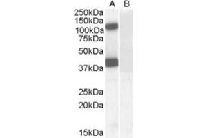 ABIN238594 (0. (EPB41L2 antibody  (Internal Region))