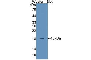 Western blot analysis of the recombinant protein. (SNAPIN antibody  (AA 2-136))