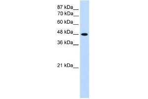 WB Suggested Anti-TFAP2C Antibody Titration:  1. (TFAP2C antibody  (N-Term))