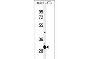 Western blot analysis of GT1 Antibody (N-term) (ABIN651247 and ABIN2840152) in mouse NIH-3T3 cell line lysates (35 μg/lane). (MAGT1 antibody  (N-Term))