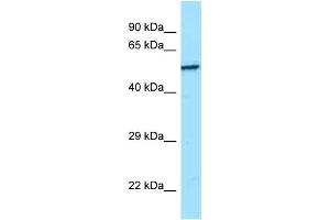 WB Suggested Anti-SRMS Antibody Titration: 1.