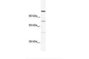 Image no. 1 for anti-Ras Association and DIL Domains (Radil) (AA 916-965) antibody (ABIN305634) (Radil antibody  (AA 916-965))