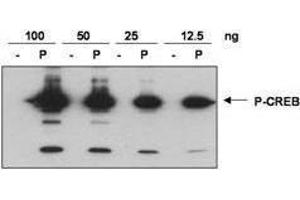 Anti-CREB pS133 was used to detect phosphorylated CREB by western blot. (CREB1 antibody  (pSer133))