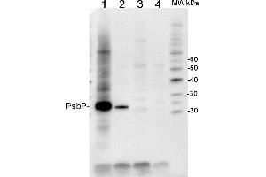 anti-PsbP antibody