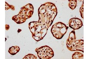 IHC image of ABIN7157587 diluted at 1:400 and staining in paraffin-embedded human placenta tissue performed on a Leica BondTM system. (KIF13A antibody  (AA 1383-1537))