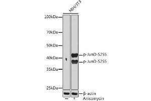 Western blot analysis of extracts of NIH/3T3 cells, using Phospho-JunD-S255 Rabbit mAb (ABIN7268052) at 1:1000 dilution. (JunD antibody  (pSer255))