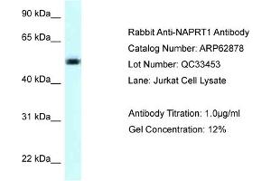 Western Blotting (WB) image for anti-Nicotinate phosphoribosyltransferase (NAPRT) (C-Term) antibody (ABIN2789280)