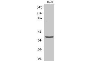Western Blotting (WB) image for anti-Zinc Finger CCCH-Type Containing 8 (ZC3H8) (Internal Region) antibody (ABIN3184633) (ZC3H8 antibody  (Internal Region))