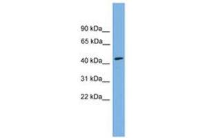 Image no. 1 for anti-Dom-3 Homolog Z (DOM3Z) (AA 35-84) antibody (ABIN6744930) (DOM3Z antibody  (AA 35-84))