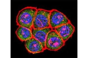Confocal immunofluorescent analysis of TBP antibody with HeLa cells followed by Alexa Fluor 488-conjugated goat anti-rabbit lgG (green). (TBP antibody  (AA 301-330))