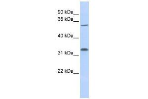 LOC202759 antibody used at 1. (LOC202759 (Middle Region) antibody)